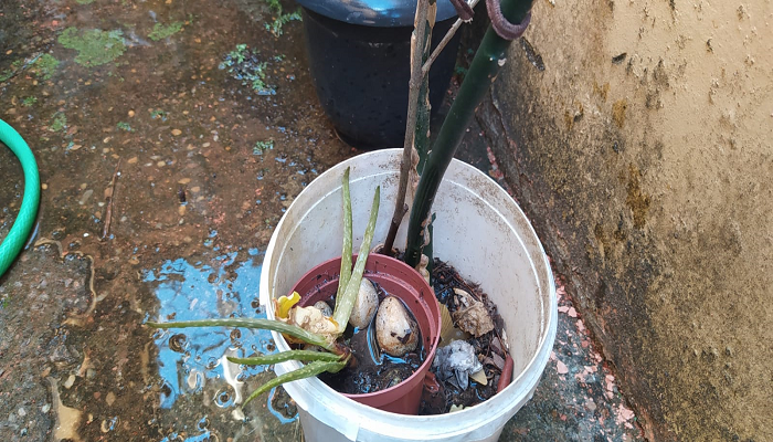 Combate aos criadouros do Aedes Aegypti Suyanne Sa Ascom Sesau 2 